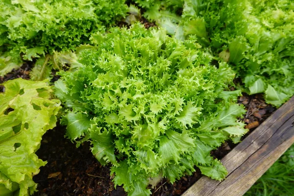 Grüner Salat Garten Frische Grüne Salatblätter Gewächshaus — Stockfoto