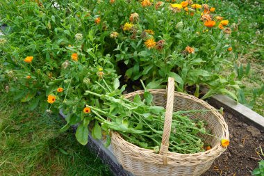 Calendula. Hasat Calendula çiçeği. Arka bahçede Marigold Çiçekleri Toplama