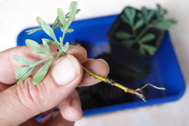 Pişmanlığı keserek çoğalt. Şifalı bitki kökü olan bir sebze.