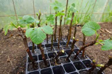İncir ağacını keserek çoğalt. Bitkileri ve meyve ağaçlarını kesen köklü incir ağacı.