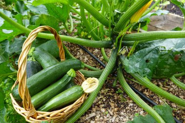 Bahçe bahçesinde kabak hasadı. Kabak koleksiyonu. Sepette calabin hasadı