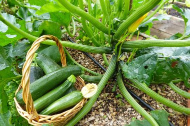 Bahçe bahçesinde kabak hasadı. Kabak koleksiyonu. Sepette calabin hasadı