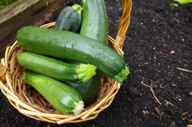 Bahçe bahçesinde kabak hasadı. Kabak koleksiyonu. Sepette calabin hasadı