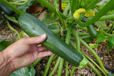 Bahçe bahçesinde kabak hasadı. Kabak koleksiyonu. Sepette calabin hasadı
