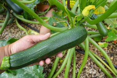 Bahçe bahçesinde kabak hasadı. Kabak koleksiyonu. Sepette calabin hasadı