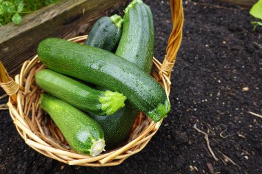 Bahçe bahçesinde kabak hasadı. Kabak koleksiyonu. Sepette calabin hasadı
