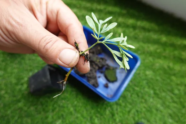 stock image Reproduce rue by cutting. rue plant with root medicinal plant cutting