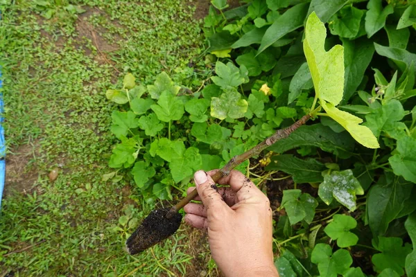 Reproduce fig tree by cutting. fig tree with root Cutting of plants and fruit trees