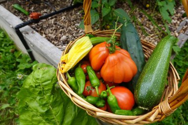 Bahçede taze sebzeler