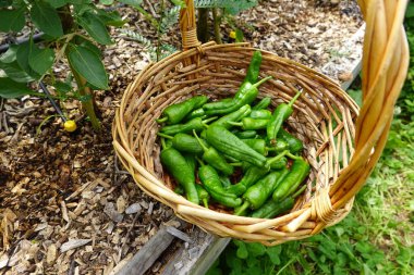 Yaz hasadı. Arka bahçeden meyve toplayın. Pimiento del padron ya da küçük biber hasatı