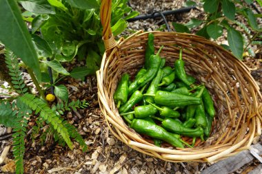 Yaz hasadı. Arka bahçeden meyve toplayın. Pimiento del padron ya da küçük biber hasatı