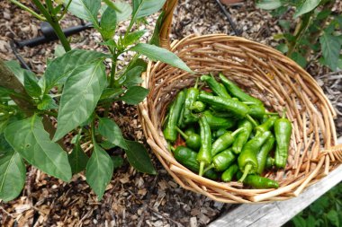 Yaz hasadı. Arka bahçeden meyve toplayın. Pimiento del padron ya da küçük biber hasatı