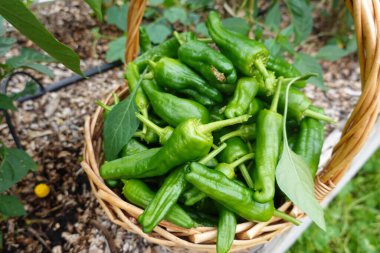 bir demet taze organik yeşil bezelye