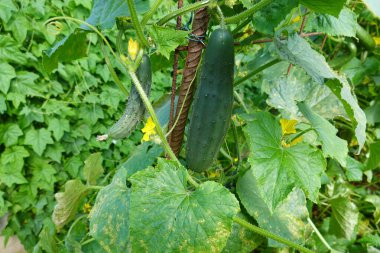 Bahçedeki salatalıklar