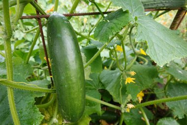 # Bahçedeki ağaçta salatalık #