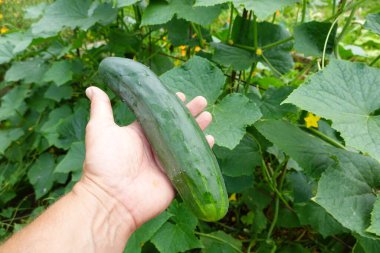 Bir adam elinde büyük yeşil bir salatalık tutuyor..