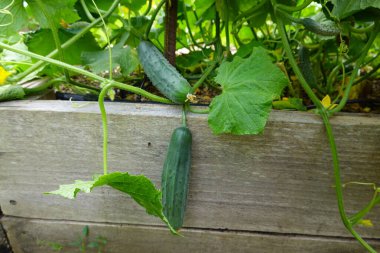 Bahçede salatalıklar yetişiyor.