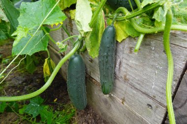 ahşap zemin üzerine salatalık