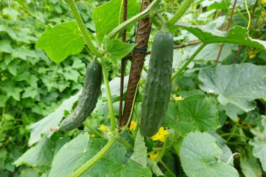 Bahçedeki bir dalda yeşil salatalık