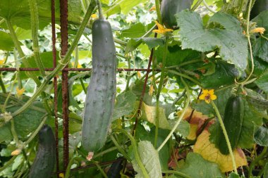 Bahçedeki yeşil salatalıklar