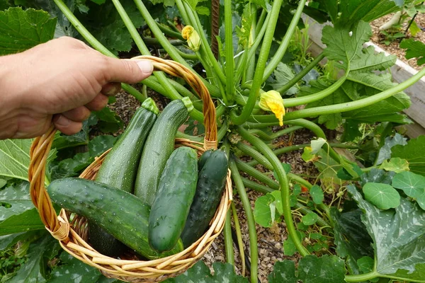 Bir adam yeşil kabak seçiyor. Hasat etme ve sağlıklı olma kavramı. Kabak hasadı konsepti. Bahçede kabak..