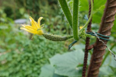Arka bahçede salatalık yetiştiriyorum. Bitkinin üzerinde salatalık yetişiyor. salatalık çiçeği