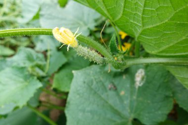Arka bahçede salatalık yetiştiriyorum. Bitkinin üzerinde salatalık yetişiyor. salatalık çiçeği