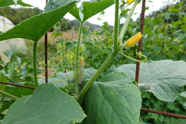 Arka Bahçede Salatalık Yetiştiriyorum Bitkinin Üzerinde Salatalık Yetişiyor Salatalık Çiçeği — Stok fotoğraf