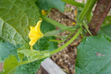 Bahçedeki salatalığı kapat.