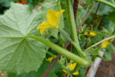 Bahçede sarı salatalık