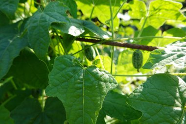 Bahçede karides ya da fare karpuzu yetiştirmek. Meyve ve kabakulak çiçeği. hasat karpuz faresi