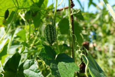 Bahçede karides ya da fare karpuzu yetiştirmek. Meyve ve kabakulak çiçeği. hasat karpuz faresi