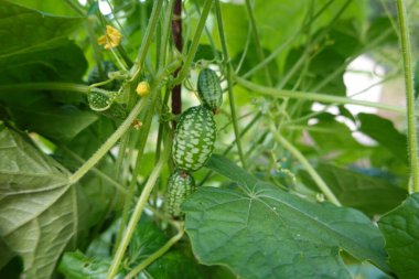 cultivation of cucamelon or mouse melon in the backyard garden. fruit and flower of cucamelon. harvest watermelon mouse clipart