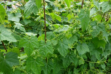 Bahçede karides ya da fare karpuzu yetiştirmek. Meyve ve kabakulak çiçeği. hasat karpuz faresi