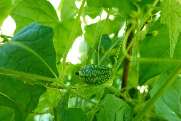Kabamelon Vagy Egérdinnye Termesztése Udvari Kertben Kabamelon Gyümölcse Virága Betakarítás — Stock Fotó