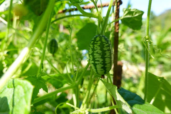 cultivation of cucamelon or mouse melon in the backyard garden. fruit and flower of cucamelon. harvest watermelon mouse