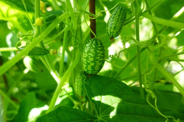 stock image cultivation of cucamelon or mouse melon in the backyard garden. fruit and flower of cucamelon. harvest watermelon mouse