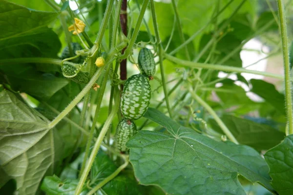 cultivation of cucamelon or mouse melon in the backyard garden. fruit and flower of cucamelon. harvest watermelon mouse