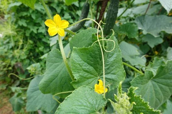 Bahçede Karides Fare Karpuzu Yetiştirmek Meyve Kabakulak Çiçeği Hasat Karpuz — Stok fotoğraf