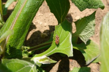 Bahçe bahçesinde yat yetiştiriciliği. Yaton tıbbi bitkisinin yaprakları. Peru topraklarında elma yetiştir.