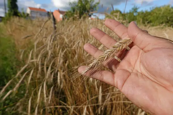 Чоловік Тримає Руку Пшеничних Вухах Тлі Пшеничного Поля — стокове фото