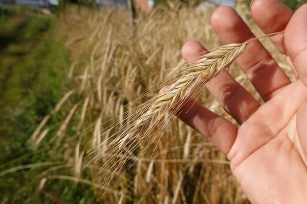 Рука Тримає Вуха Пшениці — стокове фото