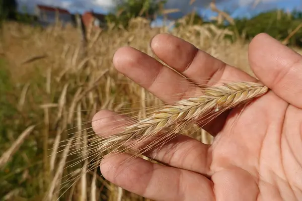 Рука Тримає Пшеницю Полі — стокове фото