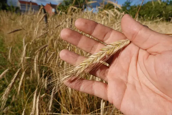 Рука Тримає Пшеничне Вухо — стокове фото