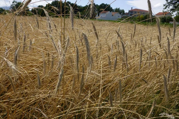 Pšeničné Pole Venkově — Stock fotografie