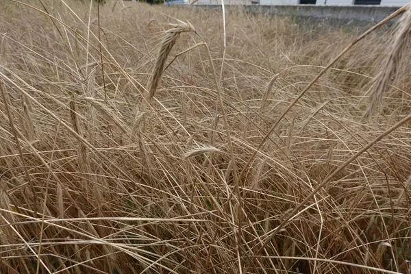 Крупним Планом Поле Пшениці — стокове фото