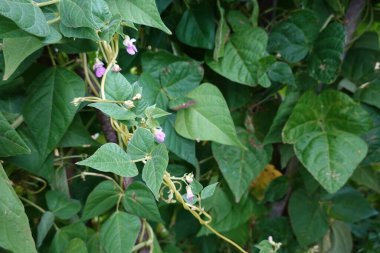 fasulye ekimi. tırmanma fasulyesi. Fasulye çiçeği, bahçede yeşil fasulye.