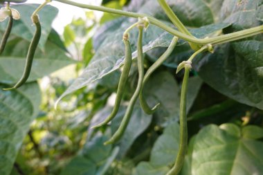 fasulye ekimi. tırmanma fasulyesi. Fasulye çiçeği, bahçede yeşil fasulye.