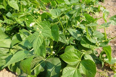 fasulye ekimi. tırmanma fasulyesi. Fasulye çiçeği, bahçede yeşil fasulye.