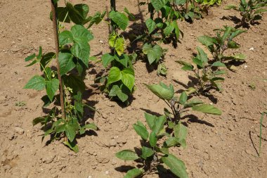 fasulye ekimi. tırmanma fasulyesi. Fasulye çiçeği, bahçede yeşil fasulye.
